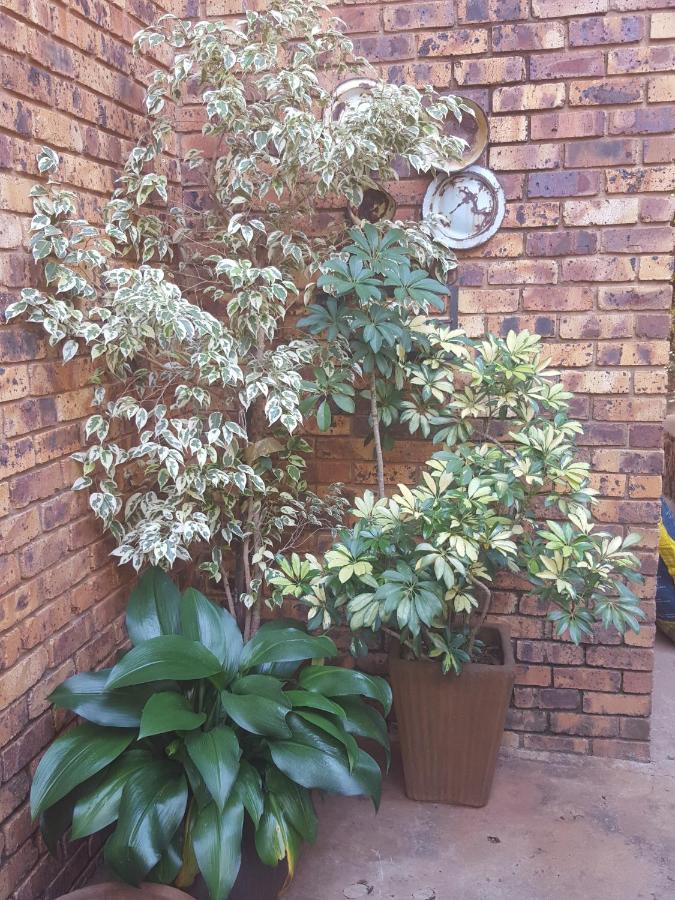 Grace Place Bnb Pretoria Bed and Breakfast Eksteriør billede